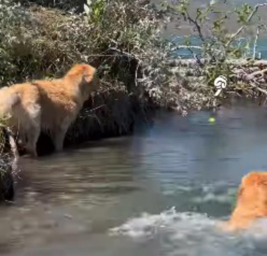 golden ha paura dell'acqua