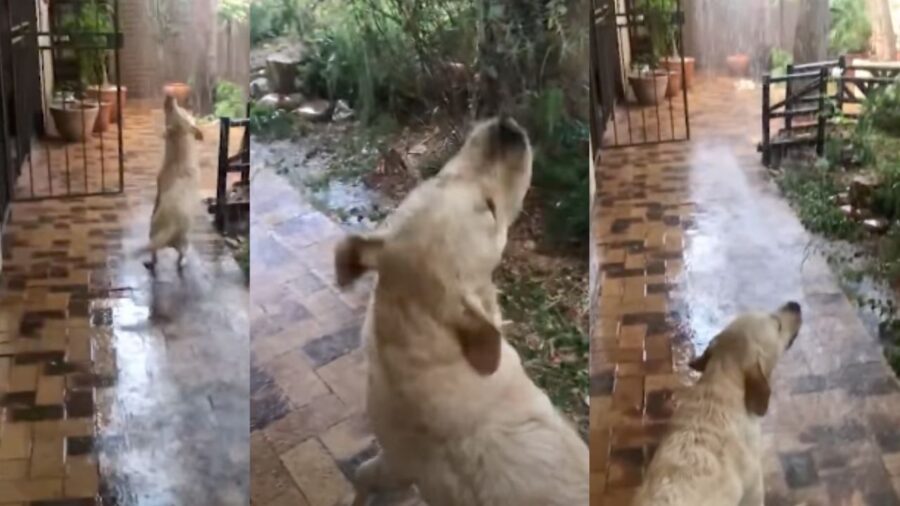 Cane che ama la pioggia