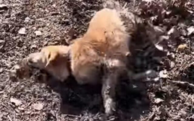 Il cagnolino si rotola nelle foglie, ma qualcosa fa pensare che non ripeterà l’esperienza (VIDEO)