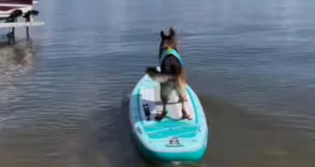 Il cane impara ad andare sul sup, ma nei video sembra più bravo che nella realtà (VIDEO)