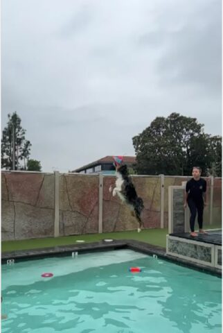 Cane prende al volo un disco e si tuffa in piscina (VIDEO)