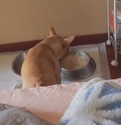 Cane inzuppa il suo pranzo con dell’acqua (VIDEO)