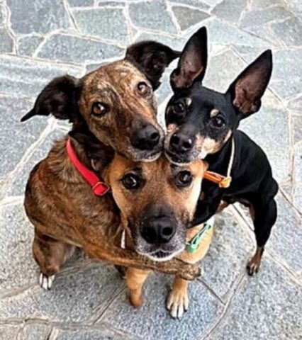 Cane accolto con amore e gioia dai suoi fratelli più grandi