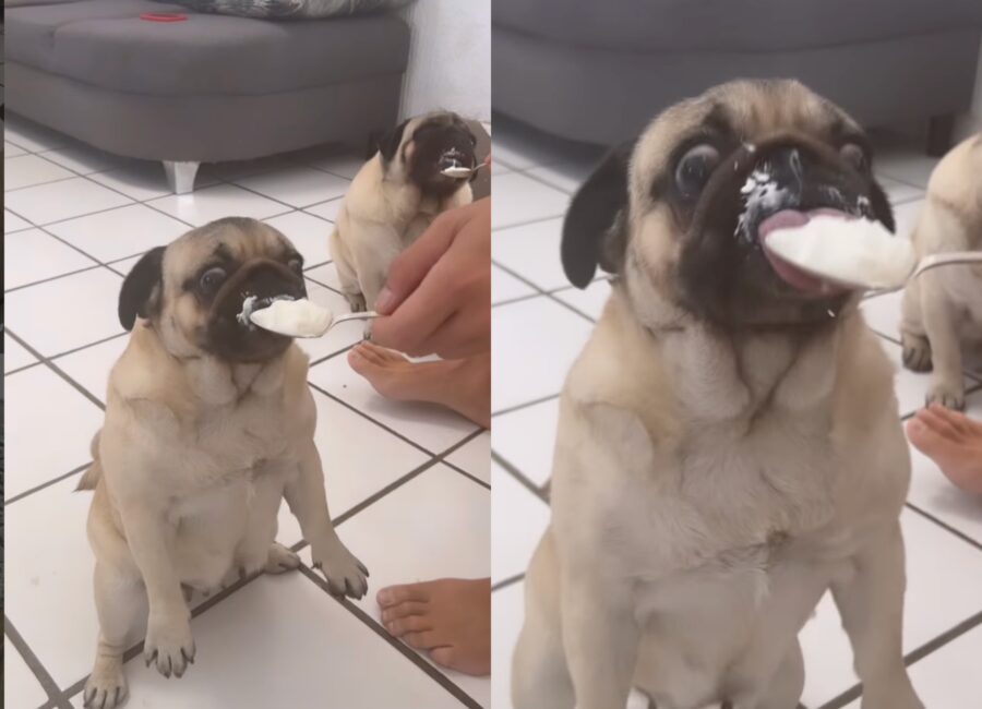 cani Carlino mangiano gelato