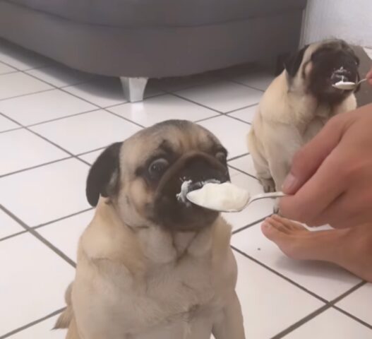 cani carlino che mangiano il gelato dal cucchiaio