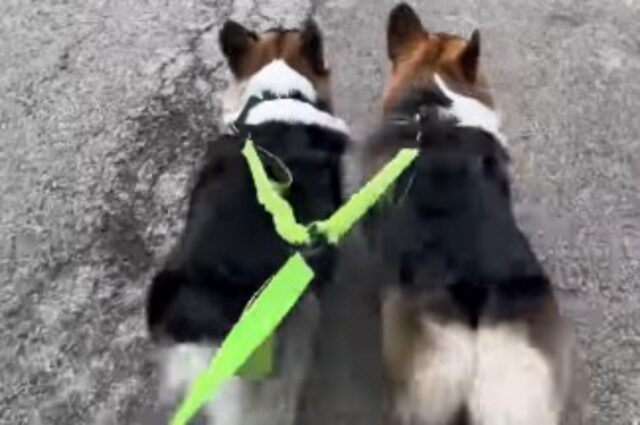 I due cagnolini vanno a passeggio insieme. La verità sui guinzagli gemellari (VIDEO)