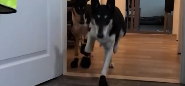 I cani provano per la prima volta le scarpette nuove e camminano nel modo più bizzarro (VIDEO)