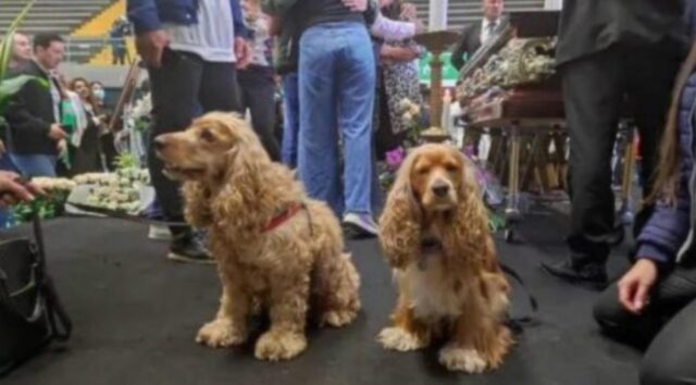 I cagnolini piangono accanto alla bara della loro persona preferita, commuovendo migliaia di spettatori