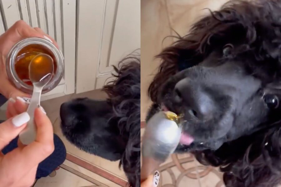 Cão de Água Português mangia il miele
