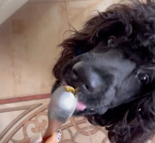 Cão de Água Português mangia il miele dal cucchiaio