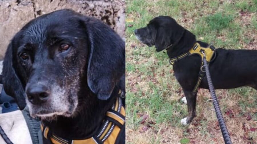 cagnolina nera pettorina gialla