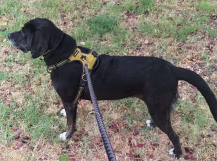 cagnolina guinzaglio scuro