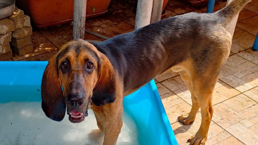 cagnolino immerge zampe acqua