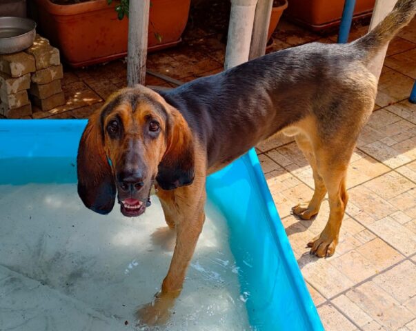 Chieti, scomparso un cane da soccorso di nome Uber, si cerca un simil Chien de Saint-Hubert