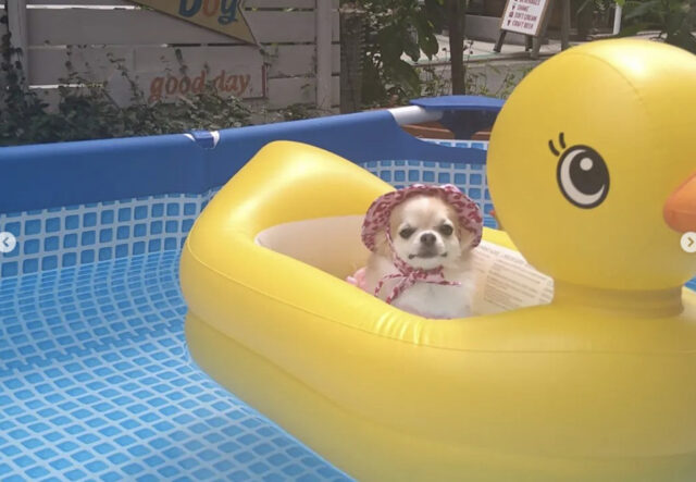 chihuahua in gita in barca in piscina