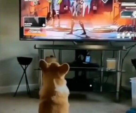 Il piccolo Corgi si spaventa guardando la televisione. Il video fa impazzire il web (VIDEO)