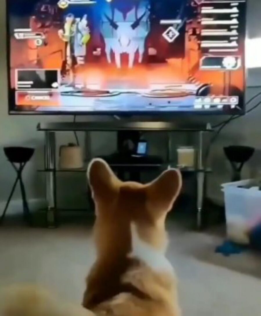 corgi si spaventa guardando tv