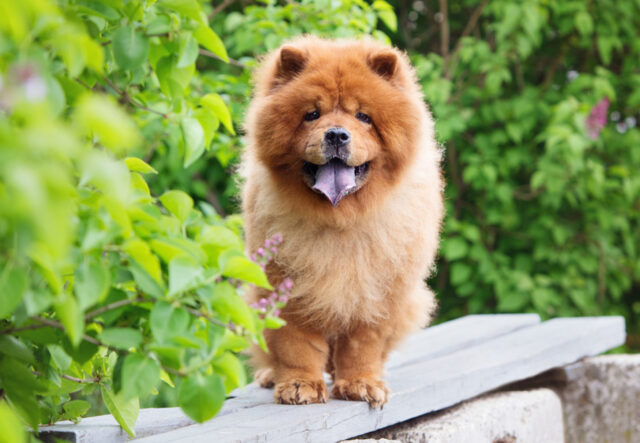 5 cose utili per andare a spasso con il Chow Chow, per divertirsi in sicurezza