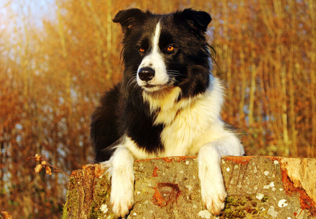 5 cose utili per andare a spasso con il Border Collie, divertimento e sicurezza