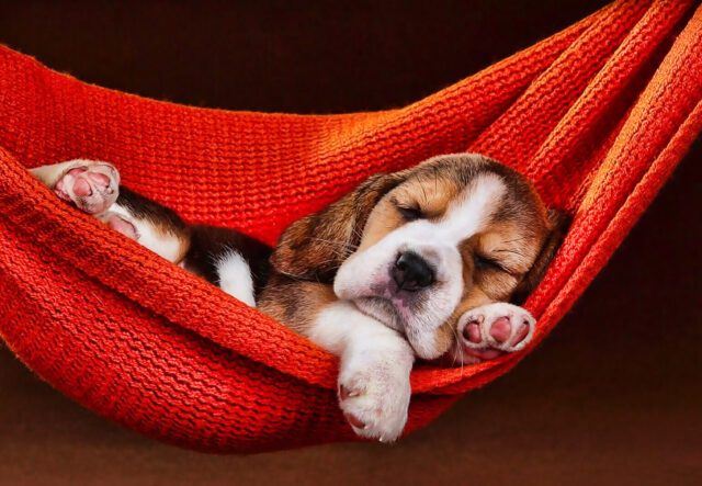 5 cucce per cane Beagle, un sonno rigenerante per Fido