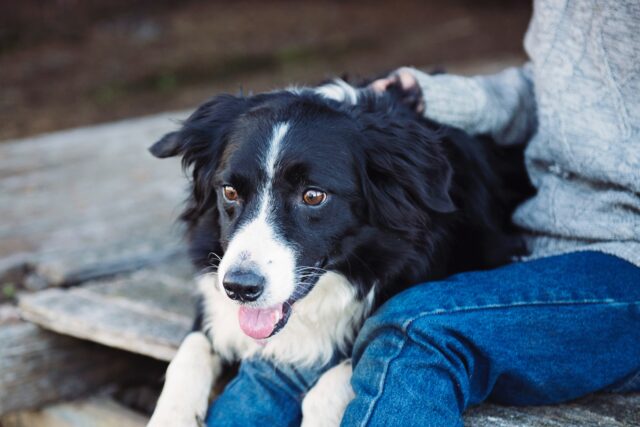 5 cucce per il cane Border Collie, le preferite da Fido