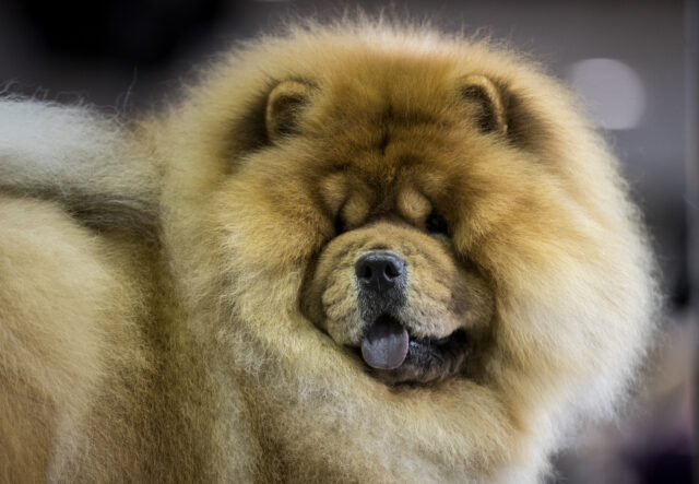 5 cucce per il cane Chow Chow, per garantirgli il riposo migliore