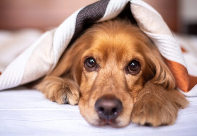 5 cucce per il cane Cocker, per notti all’insegna del relax assoluto