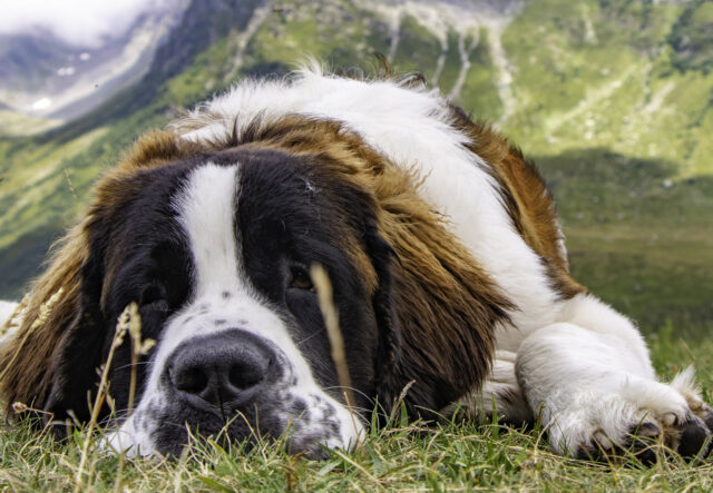 5 cucce per il cane San Bernardo, comode e spaziose per sogni d’oro