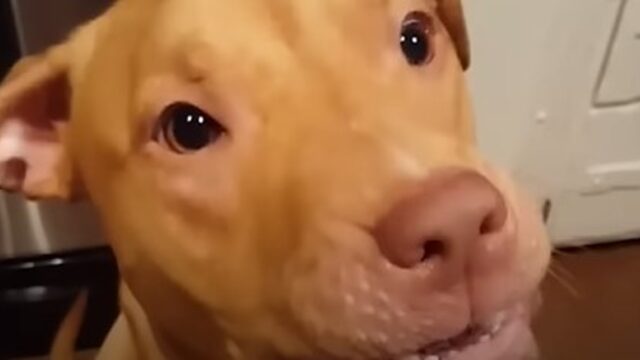 La cucciola Pit Bull Penny ha una splendida famiglia che sarebbe dovuta restare con lei solo per poco tempo; ora Penny ha sei anni (VIDEO)