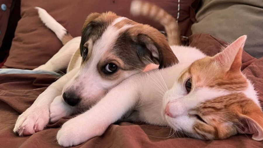 Cuccioli di cane e gatto come fratelli amici