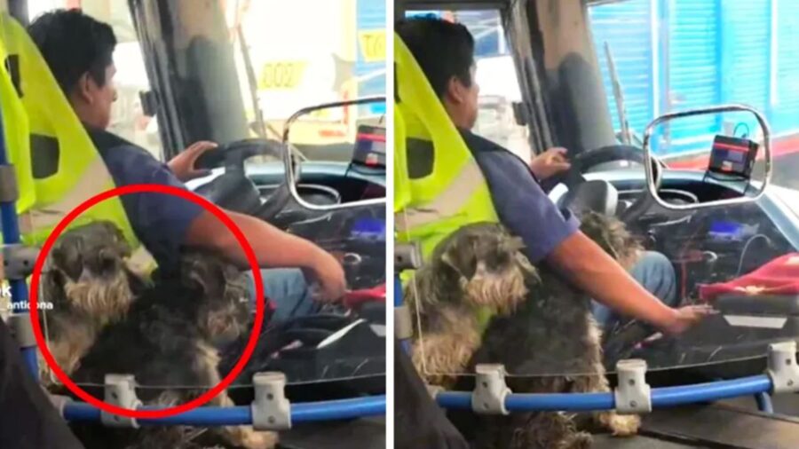 Cuccioli di cane sull'autobus con il padreon