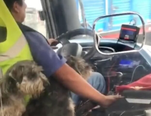 Cuccioli di cane sull'autobus