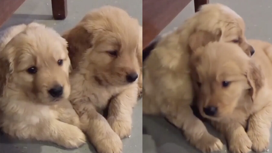 cuccioli di golden retriever dolcissimi e amorevoli