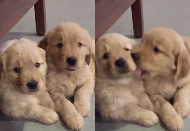 Cuccioli di Golden Retriever dolcissimi, due fratellini adorabili (VIDEO)