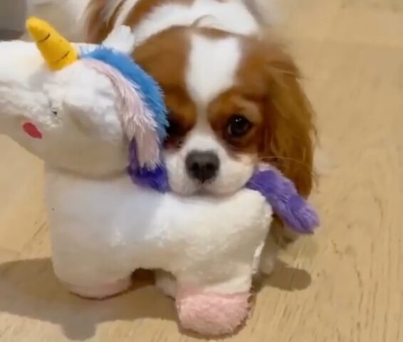 Il cucciolo Cavalier King Charles Spaniel non riesce a separarsi dal suo unicorno (VIDEO)