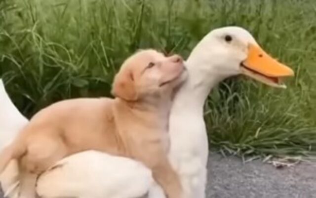 Il cucciolo di cane stringe una forte amicizia con un’anatra bianca (VIDEO)