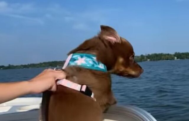 Il cucciolo di cane non riesce a trattenere l’euforia in barca (VIDEO)