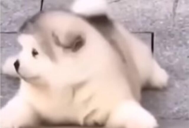 Il cucciolo di cane cade goffamente a terra e spera che non ci sia nessuno a guardare (VIDEO)