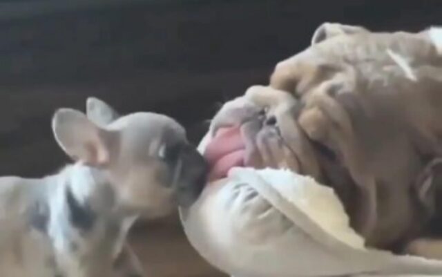 Il cucciolo di cane cerca di afferrare la lingua del suo amico che dorme (VIDEO)
