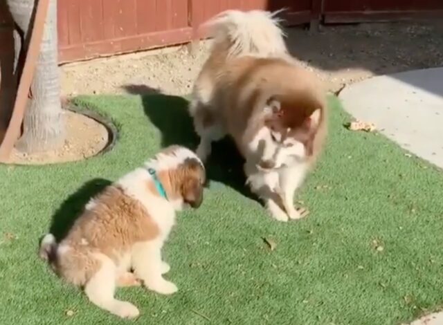 Cucciolo di San Bernardo si fa “prendere in giro” dal cagnolone Alaskan Malamute (VIDEO)