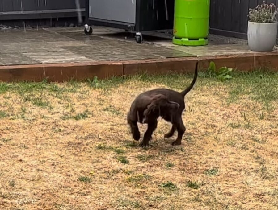 cagnolino vede la pioggia