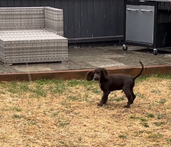 Il cucciolo di cane vede la pioggia per la prima volta. La scoperta più divertente (VIDEO)