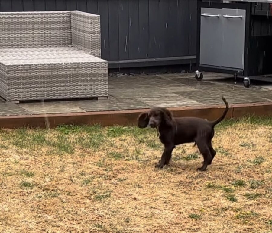 cagnolino vede la pioggia