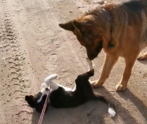 Il cucciolo di Border Collie vuole giocare a tutti i costi col Pastore Tedesco (VIDEO)