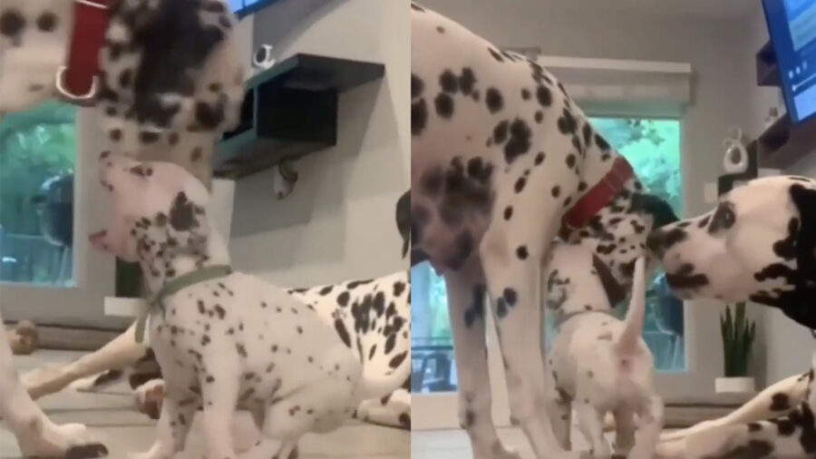 dalmata come la carica dei 101 video