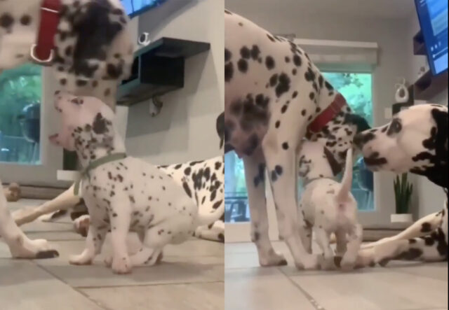 Dalmata come in La carica dei 101, quando la realtà supera l’immaginazione (VIDEO)