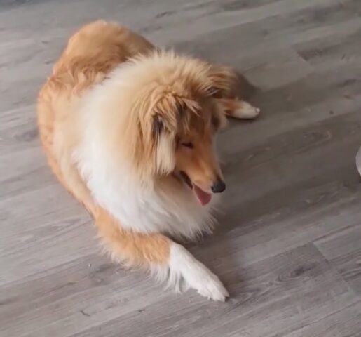 Dolce, il Rough Collie distrugge una sedia ma fa l’indifferente (VIDEO)