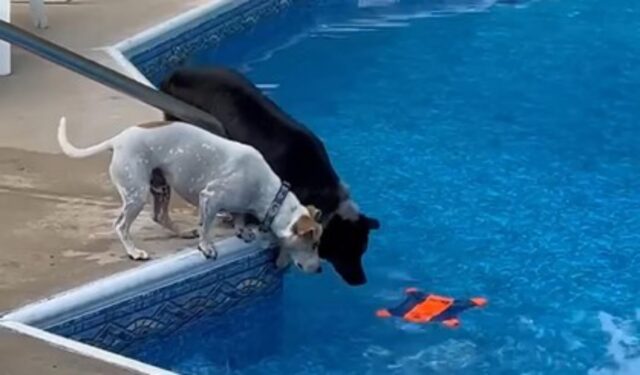 Due cani a bordo piscina creano una scena davvero comica: che coppia (VIDEO)