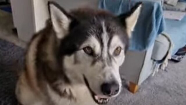 L’emozionato Husky Sherpas scopre che il suo umano ha organizzato un pigiama party speciale (VIDEO)