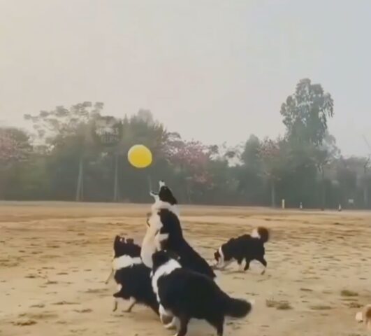 Un esercito di cani Border Collie si diverte ad acchiappare un palloncino (VIDEO)